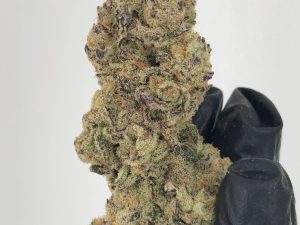 MasterBerry Nocturnal